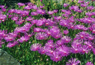 Delosperma cooperii